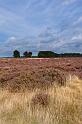 52 Hoge Veluwe, bosje van staf
